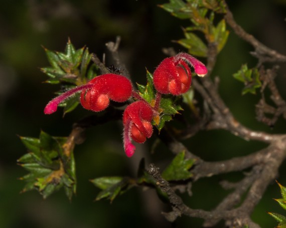 Australian native Grevillea - Hunter Region Botanic Gardens, Heatherbrae, Newcastle, NSW, Australia.03