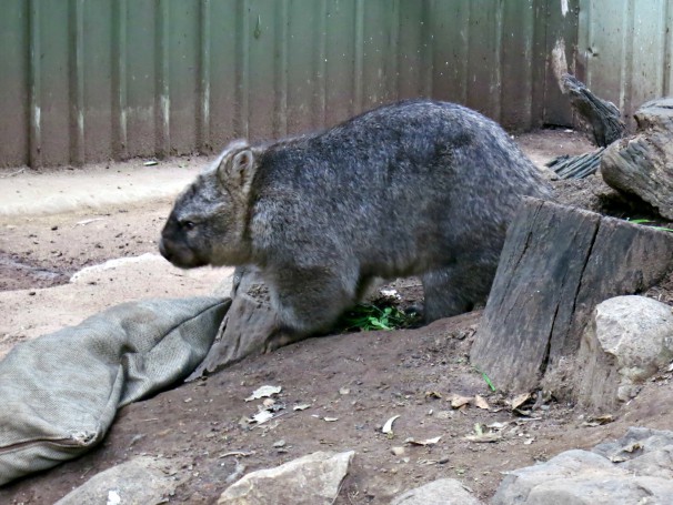 Lone Pine Koala Sanctuary, Brisbane, Australia