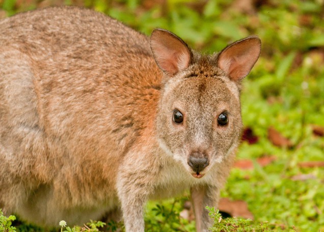 Red-necked pademelon
