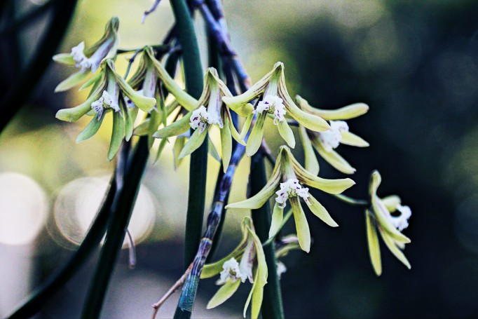 06-365 060114 Dockrillia hybrid