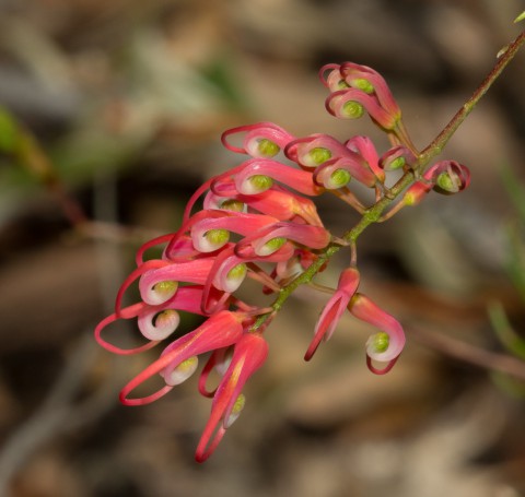 Australian native Grevillea - Hunter Region Botanic Gardens, Heatherbrae, Newcastle, NSW, Australia.01