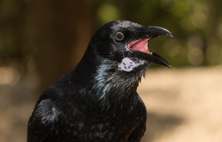 Torresian Crow portrait (Corvus orru)