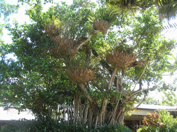Kuranda Village, Cairns