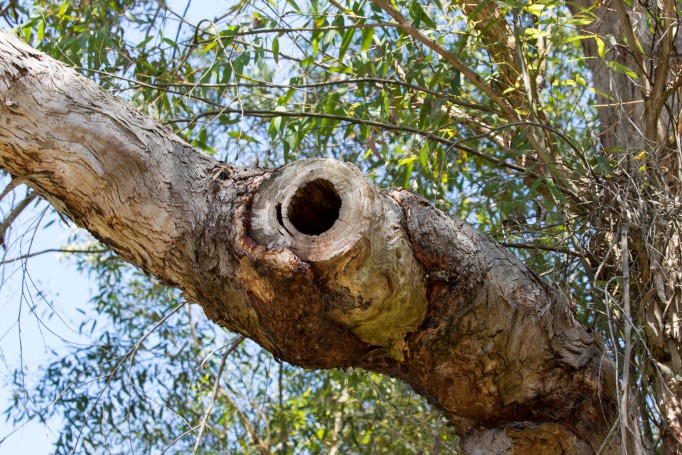 Cockatoo nesting hole - Hunter Region Botanic Gardens, Heatherbrae, Newcastle, NSW, Australia