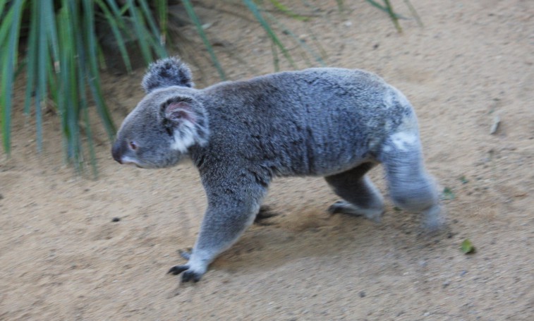 Koala at the Lone Pine Koala Sanctuary, Brisbane, April 20 1014.