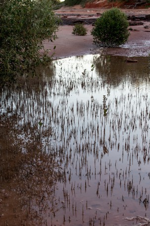 mangroves Roebuck Bay