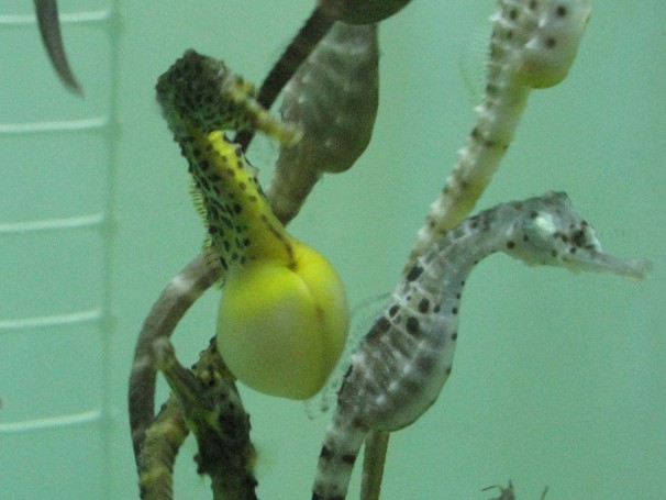 Hippocampus abdominalis (Big-bellied Seahorse) captive bred