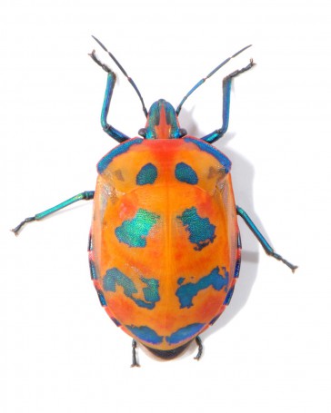 Tectocoris diophthalmus (Thunberg) (Hemiptera: Scutelleridae) - hibiscus harlequin bug (adult female) - dorsal view