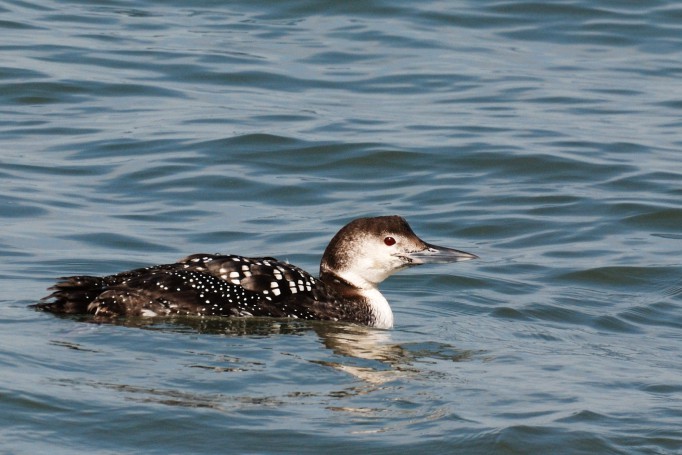 Common Loon