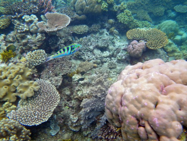 Great Barrier Reef, Cairns, Australia