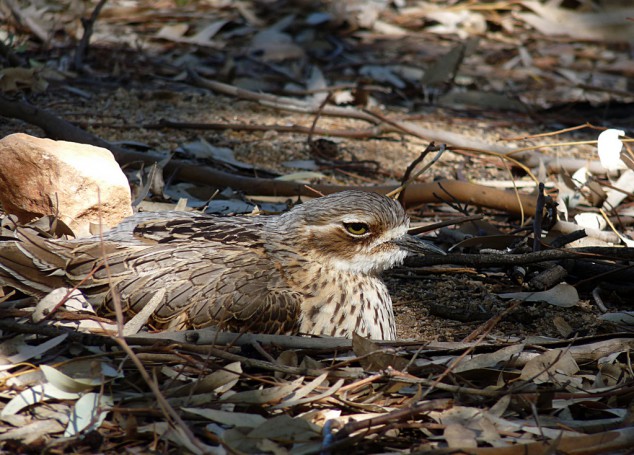 Bush Stone-curlew