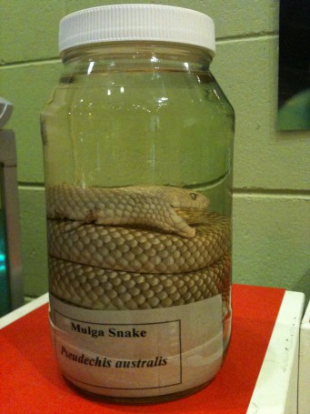 Snakes in Jars, Museum and Art Gallery of the Northern Territory