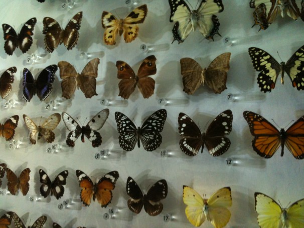 Butterflies, Museum and Art Gallery of the Northern Territory