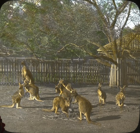 Kangaroos in Zoo, Adelaide