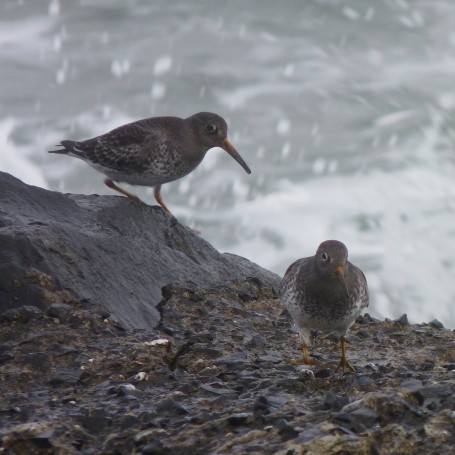 Purple Sandpipers