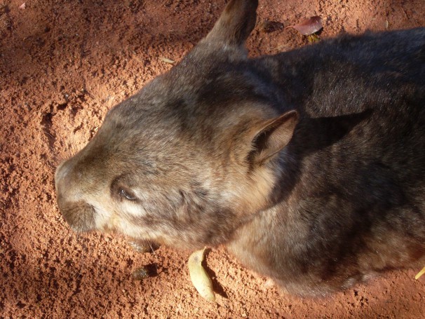 Southern Hairy-Nosed Wombat (honestly!)