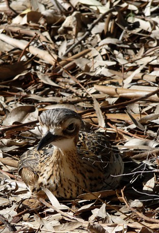 Bush Stone-curlew