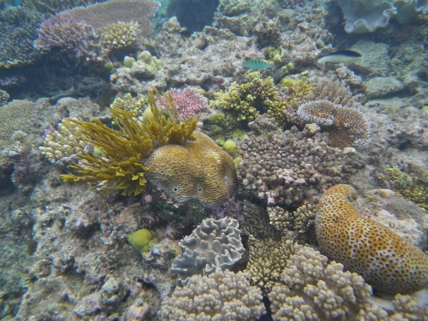 Great Barrier Reef, Cairns, Australia