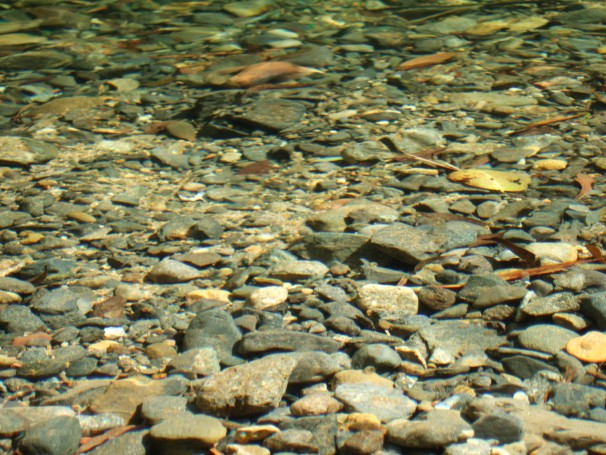 cape tribulation Stones in creek