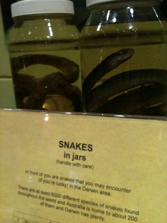 Snakes in jars, Museum and Art Gallery of the Northern Territory