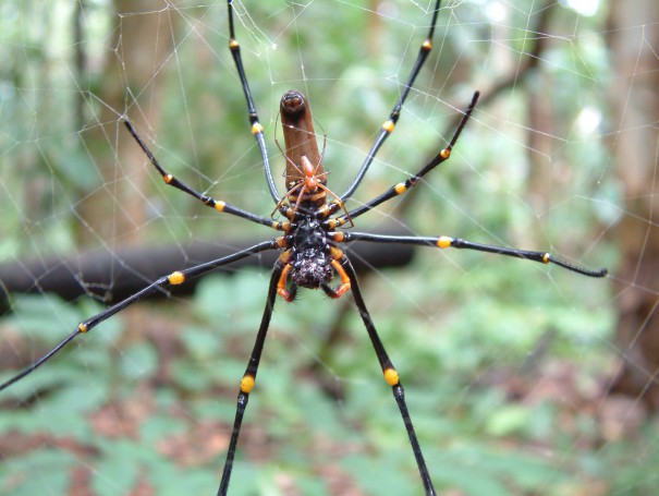 Orbweaver spider at Territory Wildlife Park