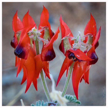 Sturt's Desert Peas