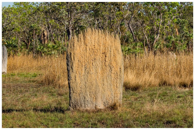 Litchfield National Park - Magnetic termite mound