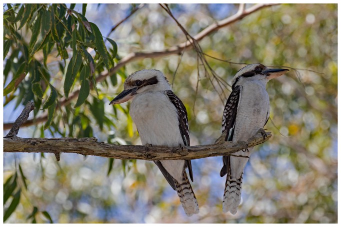 Kookaburras