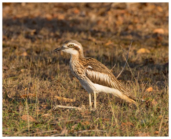 Bush Stone Curlews (Burhinus grallarius)