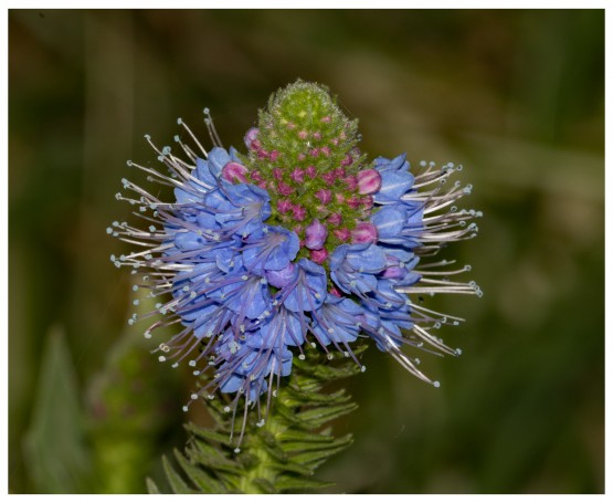Hunter Region Botanic Gardens, Heatherbrae, Newcastle, New South Wales, Australia.01