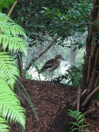 Bush Stone Curlew