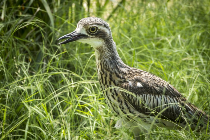 Bush Stone-curlew (Burhinus grallarius)