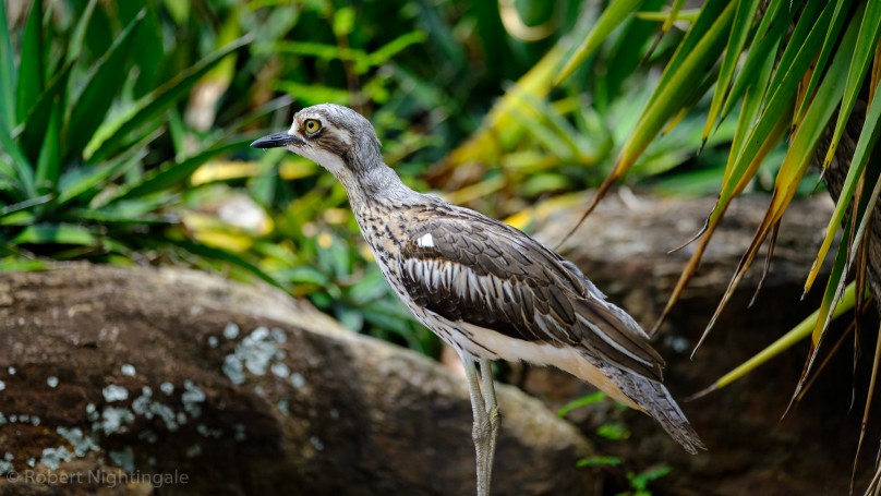 Bush Stone Curlew