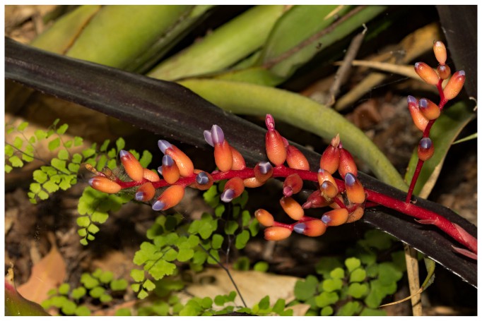 Bromeliad - Hunter Region Botanic Gardens, Heatherbrae, Newcastle, New South Wales, Australia