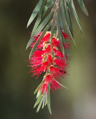 Australian Native Grevillea - Hunter Region Botanic Gardens, Heatherbrae, Newcastle, NSW, Australia.02