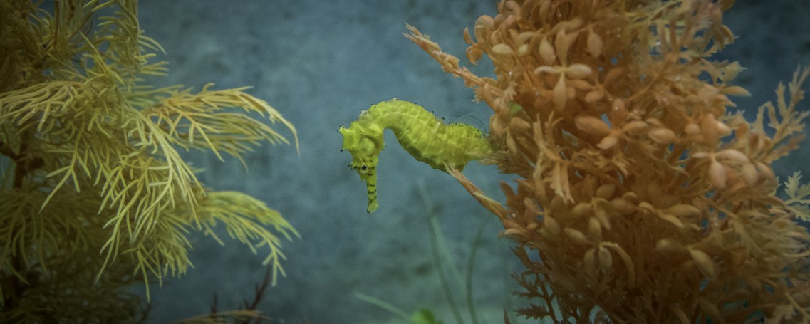 Exploring a seahorse farm, Seahorse World, Beauty Point-15