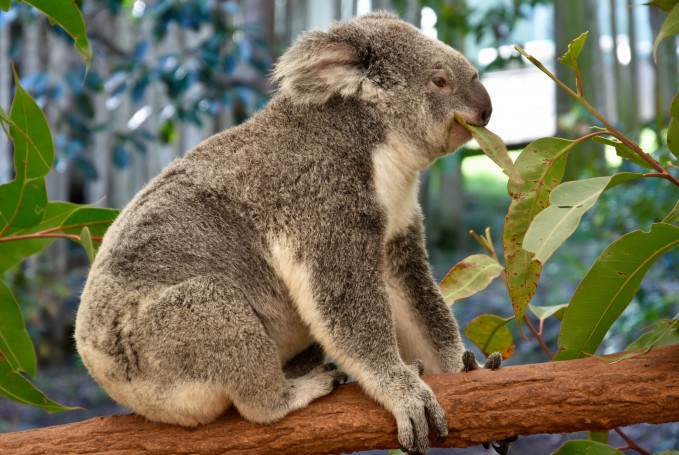 Lone Pine Koala Sanctuary (Brisbane, QLD)