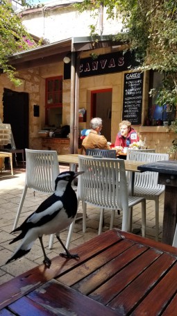 magpie for breafast?  Canvas Cafe, Fremantle Arts Centre