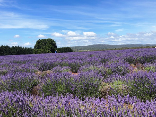 The lavender fields