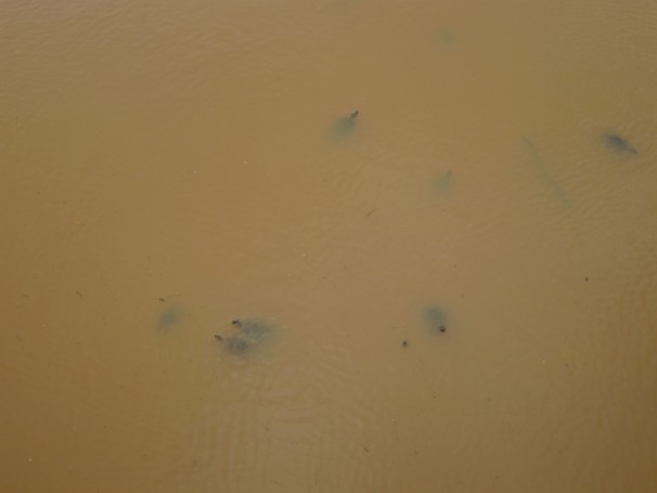 many turtles in the stream
