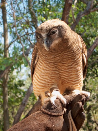 Rufous Owl