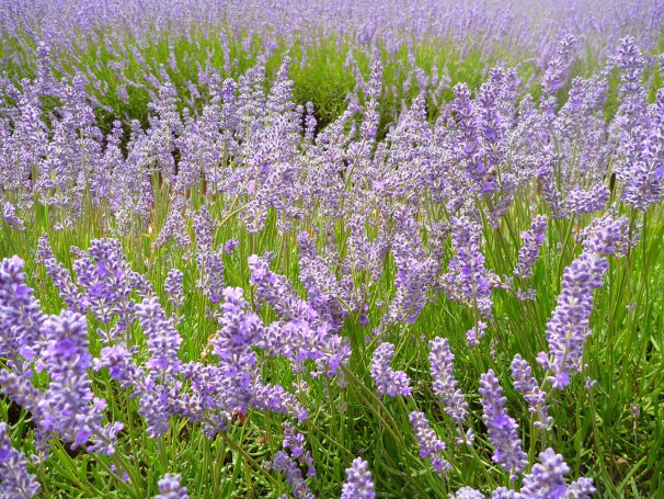 Bridestowe Lavender Farm Tasmania