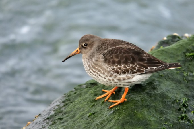 Purple Sandpiper