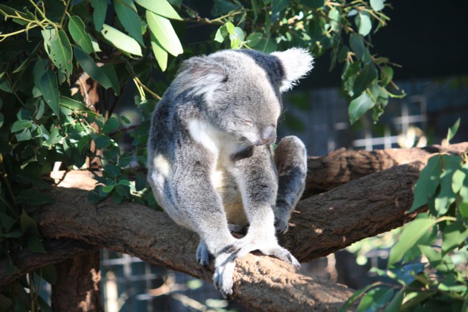 Koala at the Lone Pine Koala Sanctuary, Brisbane, April 20 1014.