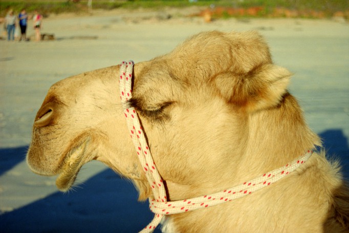 Cable Beach camel