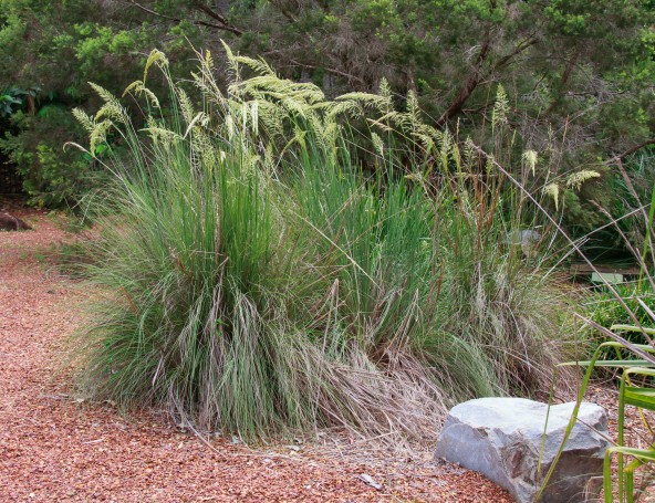 George Brown Botanical Gardens, Darwin, Northern Territory, Australia.16