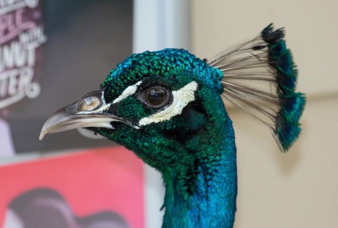 Peacock - Blackbutt Reserve.01.(semi-tamed bird)