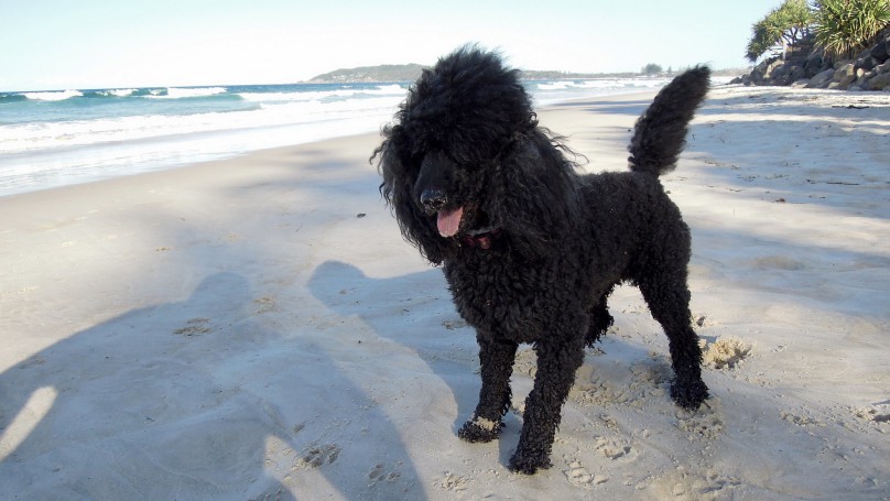 Belongil Beach, Byron Bay, New South Wales