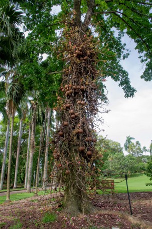 Cannonball Tree - George Brown Botanical Gardens, Darwin, Northern Territory, Australia