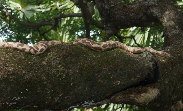 3.5 metre python - George Brown Botanical Gardens, Darwin, Northern Territory, Australia (free animal).01